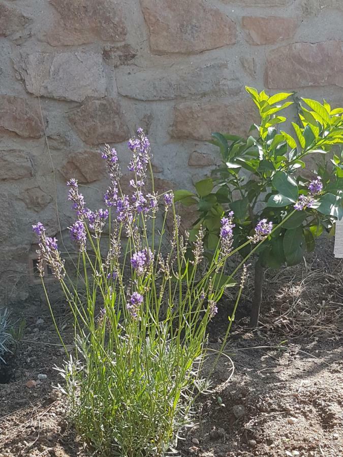 Villa La petite bergerie à Roquebrune-sur Argens Extérieur photo